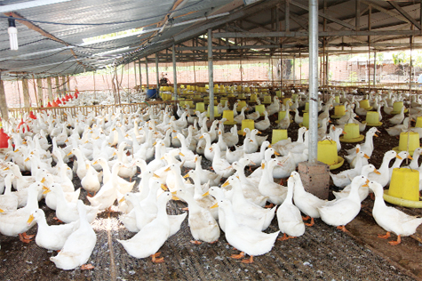 chuồng nuôi vịt trên cạn như thế nào