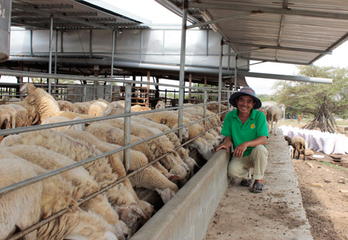 nông dân và đàn cừu