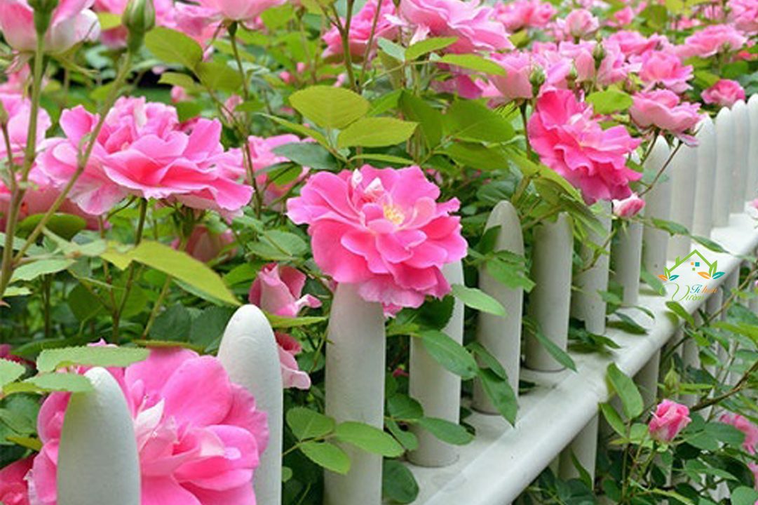 chăm sóc hoa hồng leo