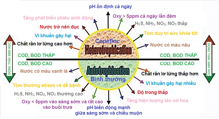 nuôi tôm công nghệ cao bằng thức ăn tự nhiên