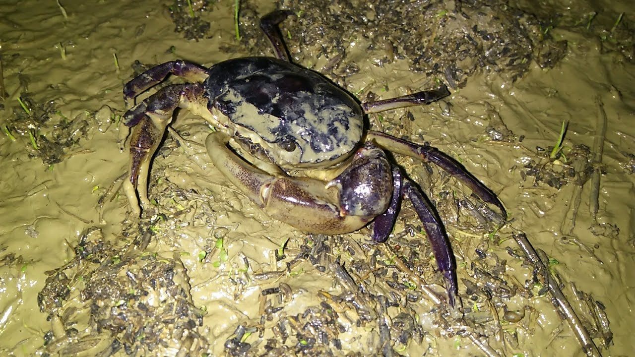 Kỹ thuật nuôi cua đồng trên cạn