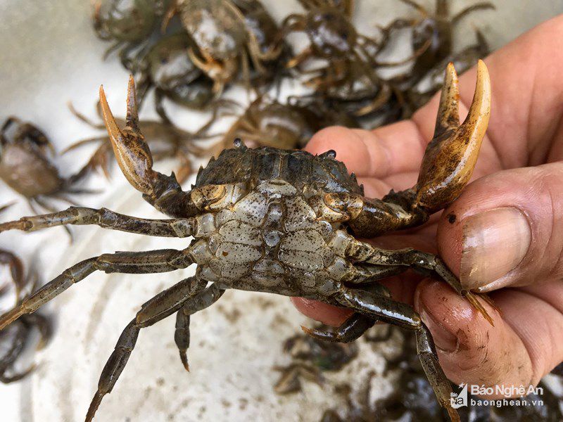 Thu hoạch cua đồng(Nguồn: Báo Nghệ An)