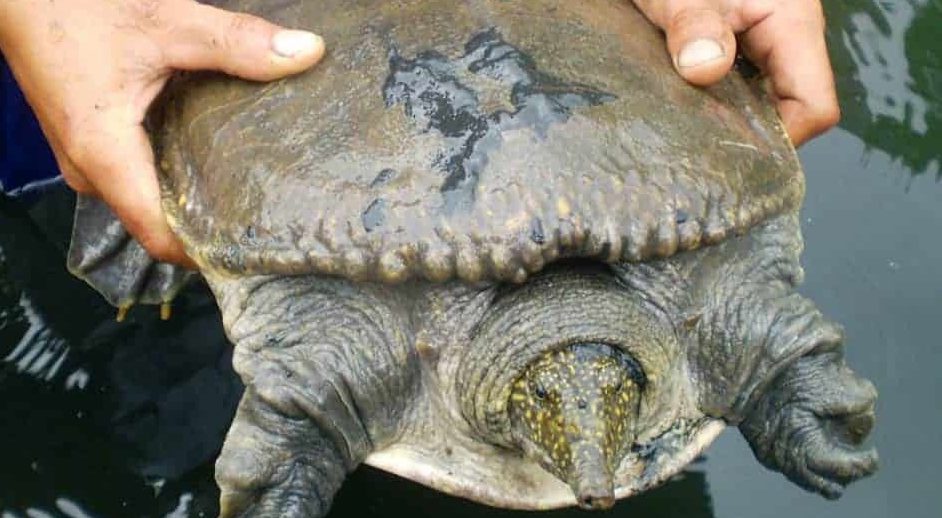 Kỹ thuật nuôi cua đinh mùa sinh sản