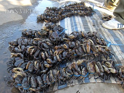 Mật độ cua đồng (Nguồn: Dân Việt)