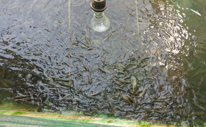 Nuôi cá lóc giống