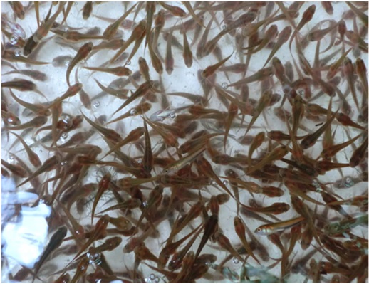 Nuôi cá lóc giống