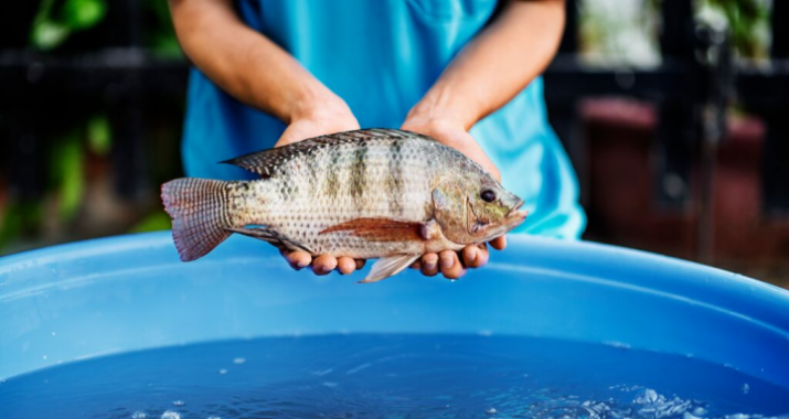 cá rô phi