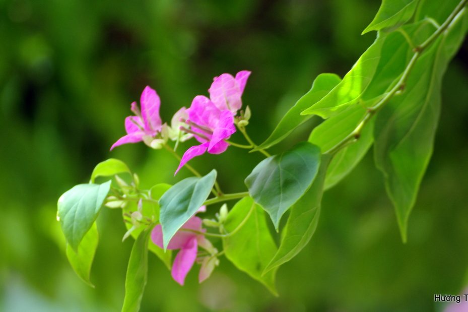 Cách trồng hoa giấy bằng cành