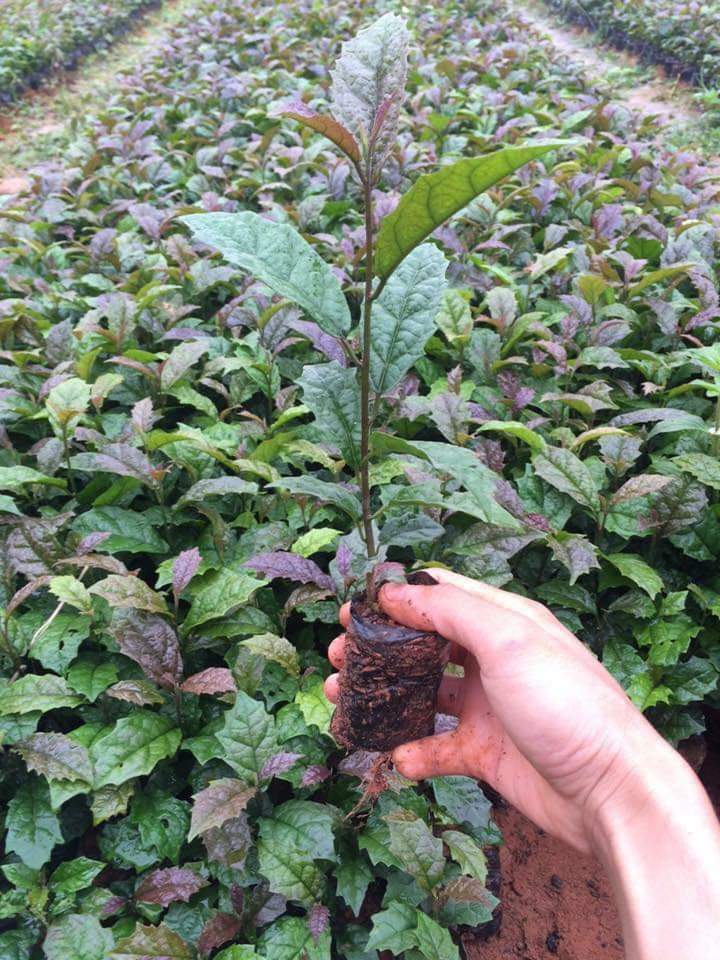 Trồng cây làm giàu từ cây ba kích