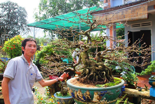 kỹ thuật cắt tỉa mai vàng