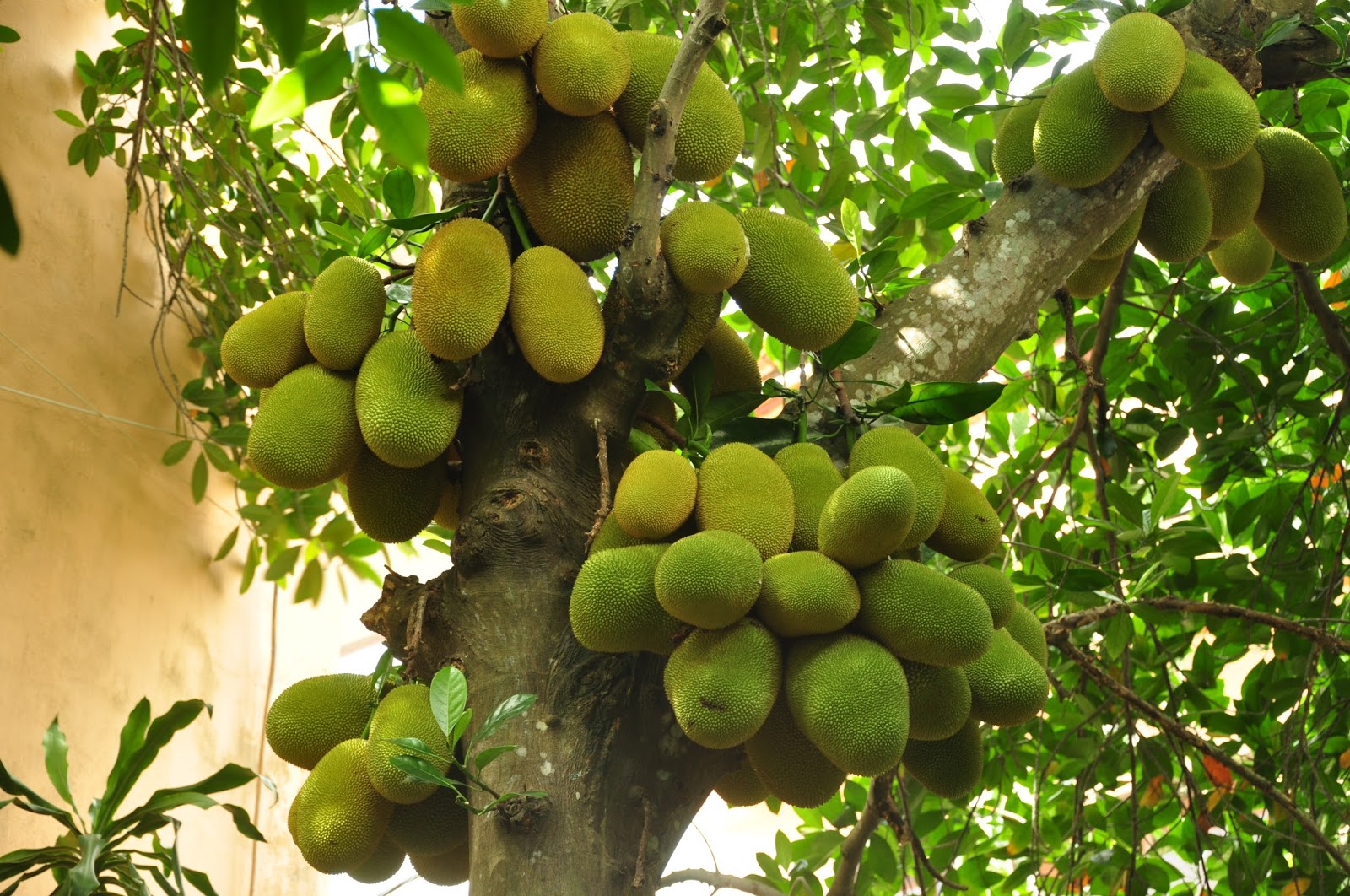 Chăm sóc mít nghệ