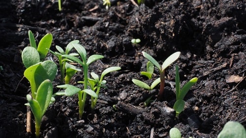 cải tạo đất trồng rau