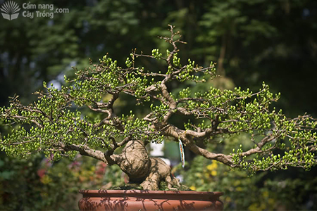 kỹ thuật cắt tỉa mai vàng