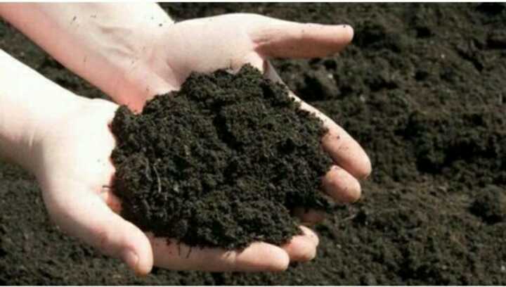 Đất trồng hoa cần cung cấp đầy đủ dinh dưỡng cho cây
