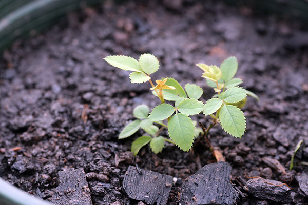 Đất thịt là một trong những loại đất thích hợp trồng hoa hồng