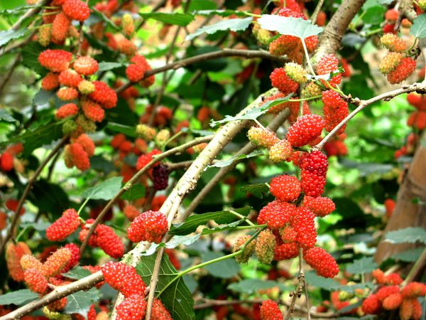 dâu tằm còn được coi là một loại thuốc quý để chữa bệnh