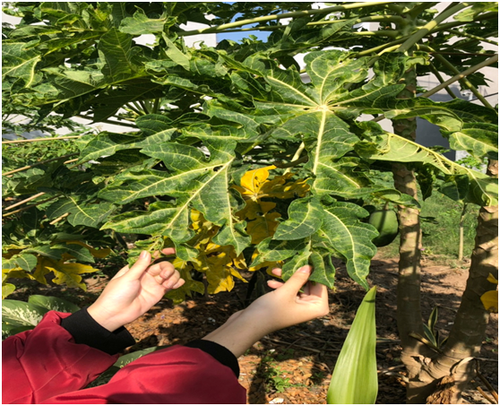 Cách chăm sóc đu đủ: bón phân tránh lá bị vàng, xoăn