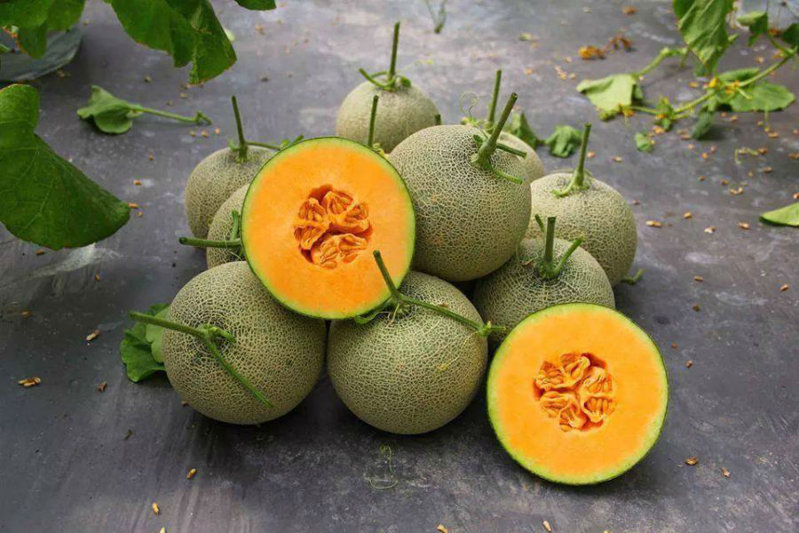 Trồng cây dưa lưới