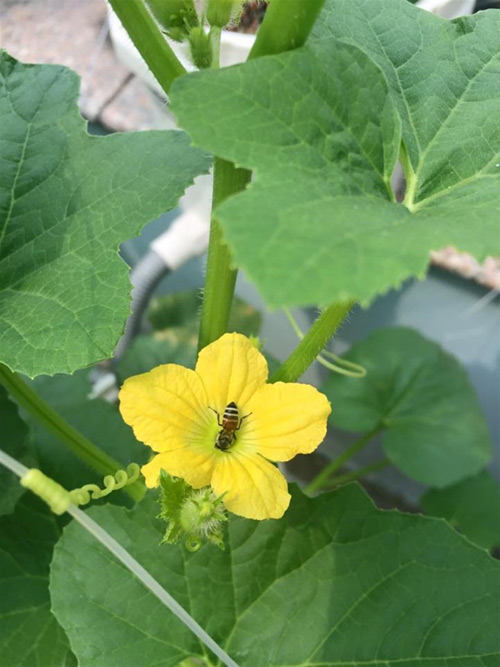 Trồng dưa lưới