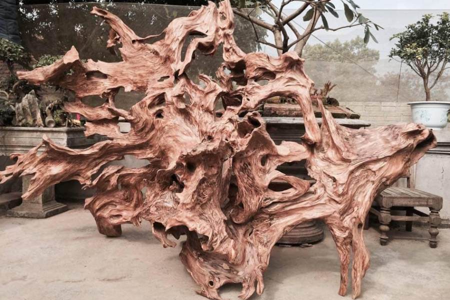 giá thể trồng hoa lan 2