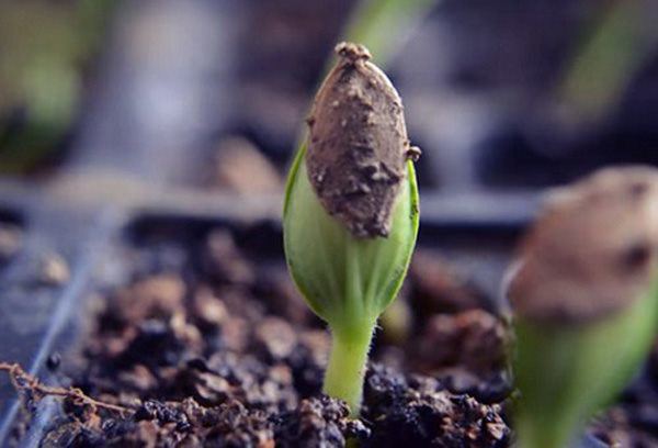 gieo hạt và cấy cây con - cách trồng dưa gang tại nhà