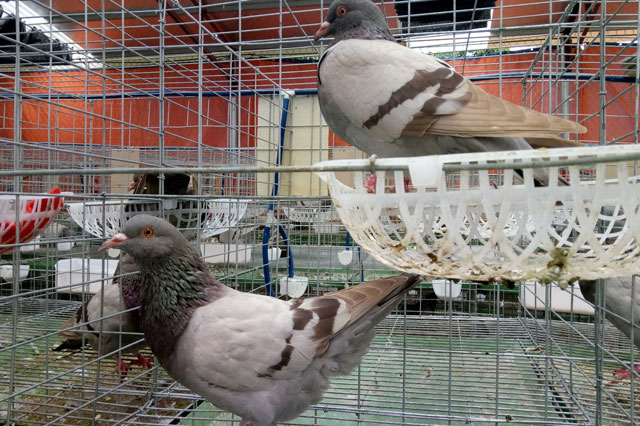 Nuôi bồ câu