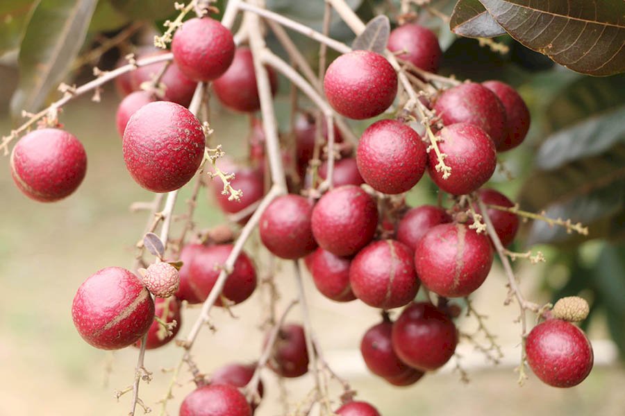 giống cây ăn quả mới