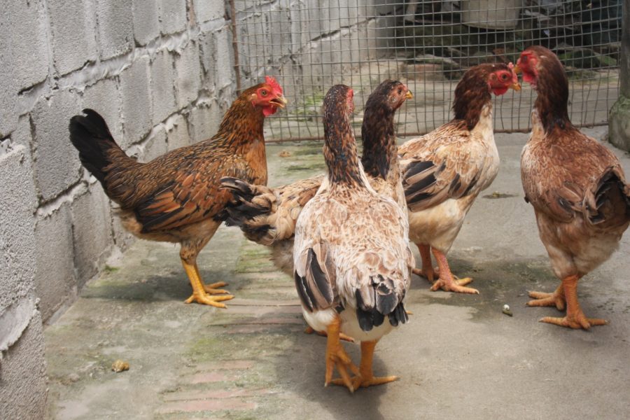 Kỹ thuật chăm sóc gà đẻ siêu trứng