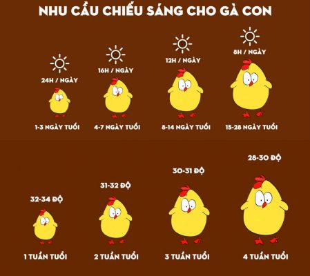 Sưởi ấm cho gà con