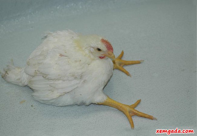 gà bị bại liệt do mắc bệnh Marek