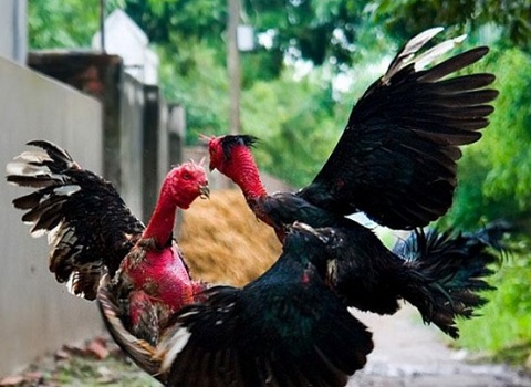 Các loại gà nòi đòn