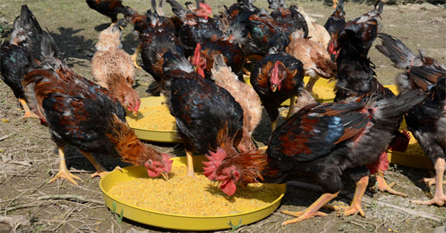 nuôi gà kiểu mới