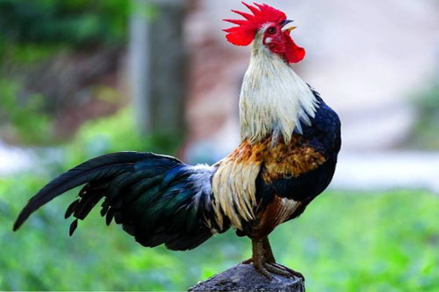 Nuôi gà đông tảo