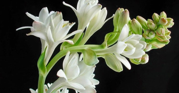 Huệ trắng – đại diện cho sự trang trọng và tôn kính