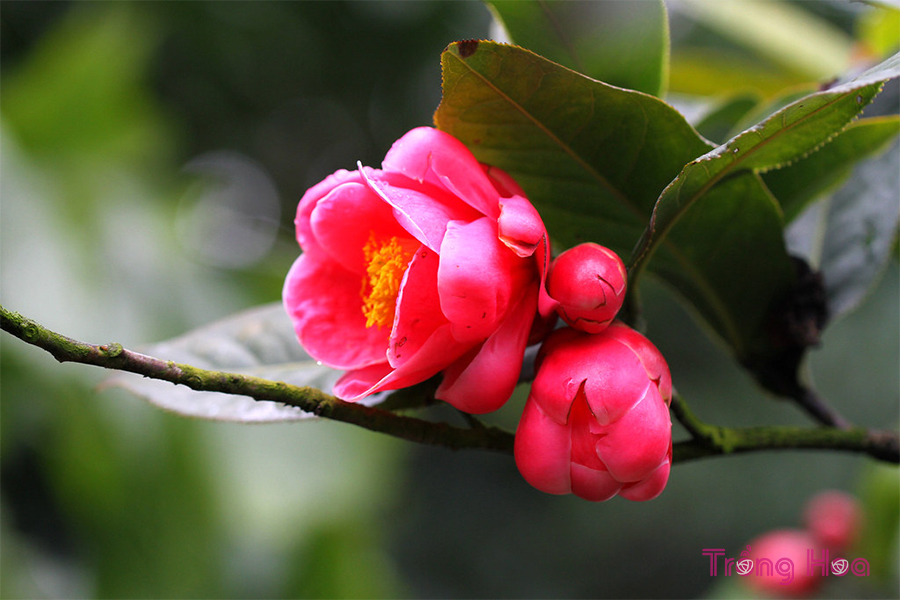 Hoa hải đường đỏ