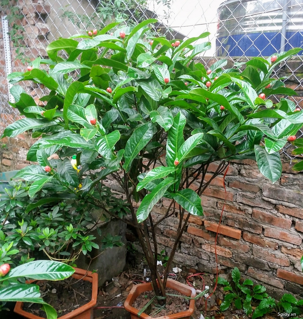 hoa hải đường đỏ