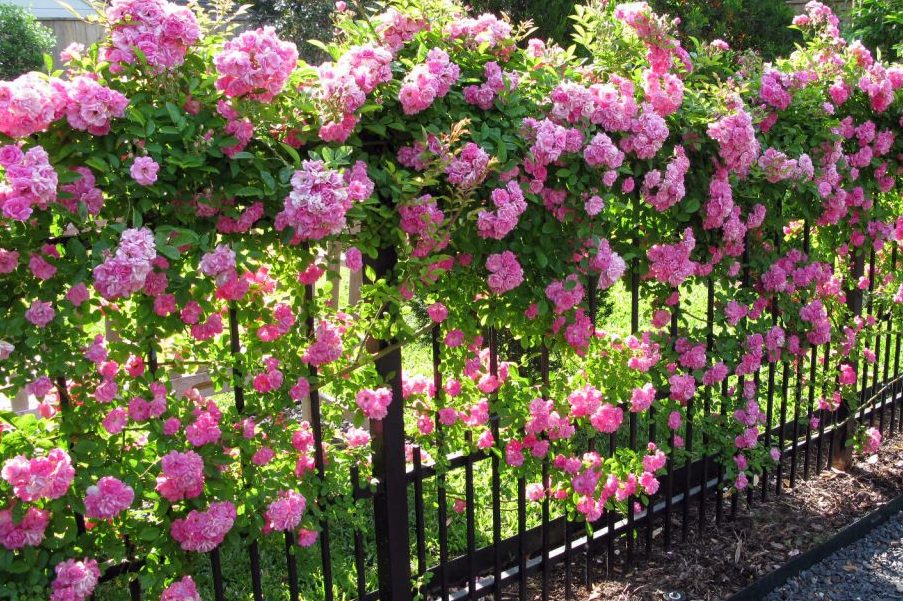 Hoa hồng leo đẹp rất được ưa chuộng