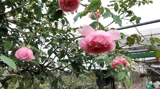 Hoa hồng điều cổ