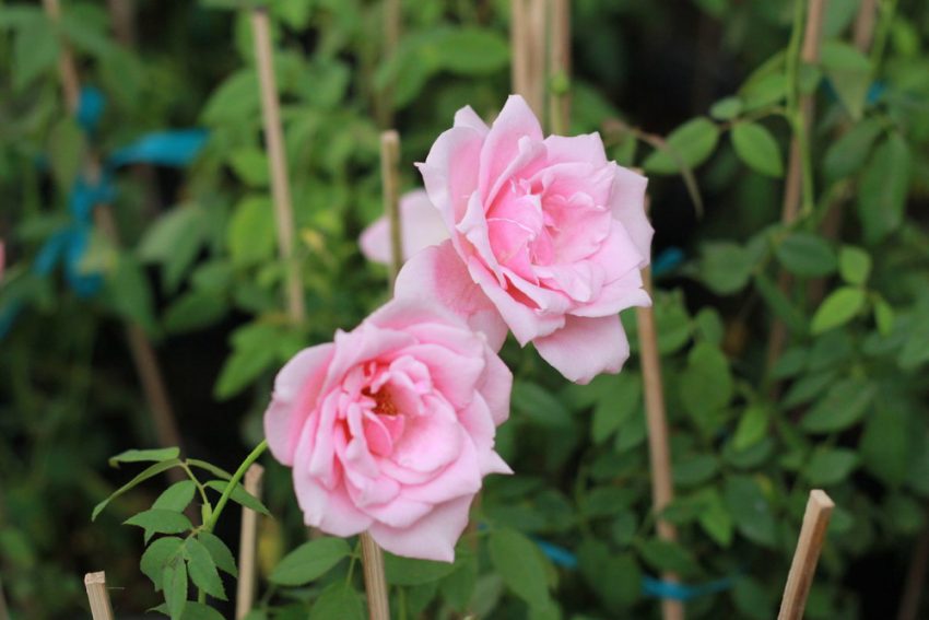 Hoa đào cổ phấn hồng