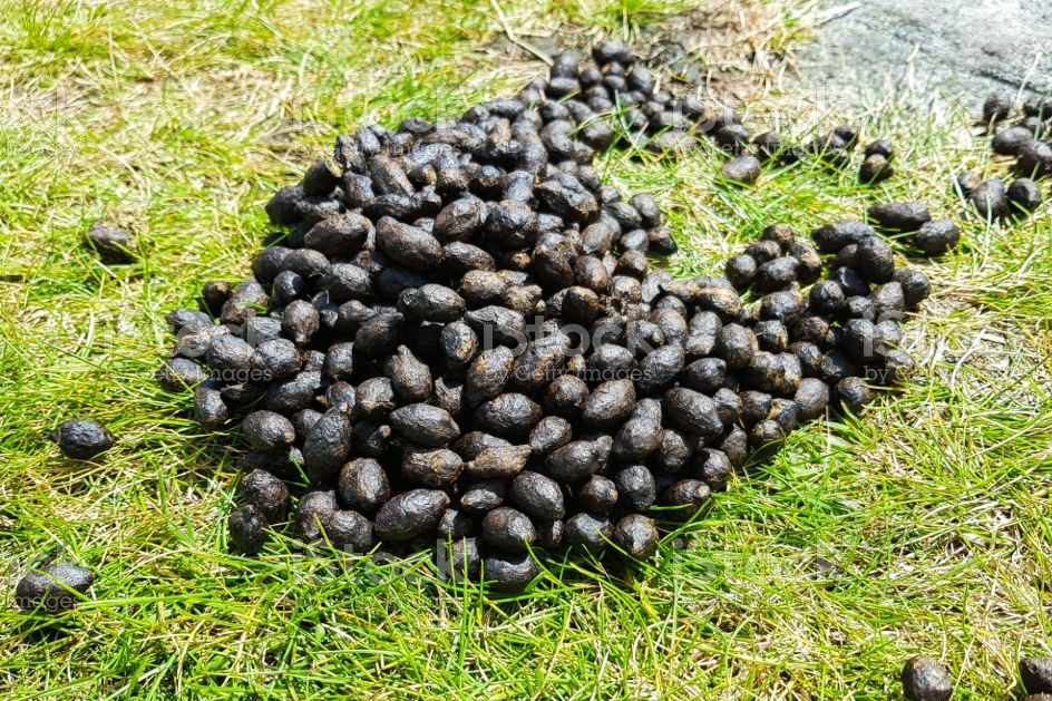 hướng dẫn cách ủ phân dê