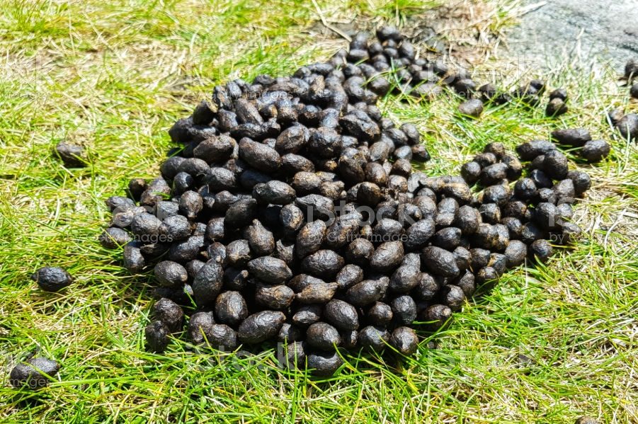 Cách chăm sóc mai vàng từ tháng 1 đến tháng 6 âm lịch