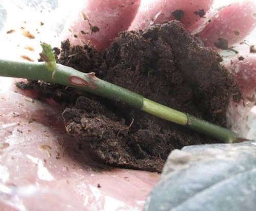 Chiết cành hoa hồng