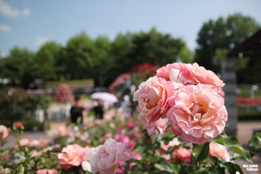 Chiết cành hoa hồng