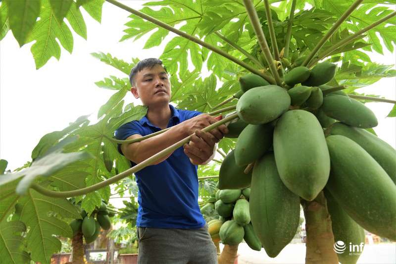 Cách chăm sóc cây đu đủ: tỉa bớt lá, cành