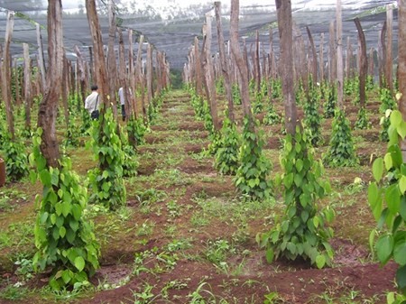 Kỹ thuật chăm sóc tiêu mới trồng cho năng suất vượt trội