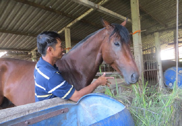 Kỹ Thuật Chăn Nuôi Ngựa Đáp Ứng Yêu Cầu Cơ Bản
