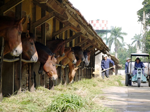 Thiết kế chuồng ngựa cần đảm bảo có đủ diện tích không gian và độ thông thoáng để ngựa sinh hoạt, ngủ nghỉ