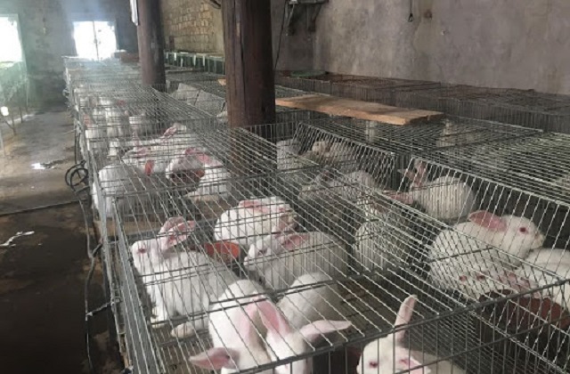 Việc chọn giống thỏ cần đặc biệt quan tâm đến những yếu tố như ngoại hình, mắt, bộ lông…