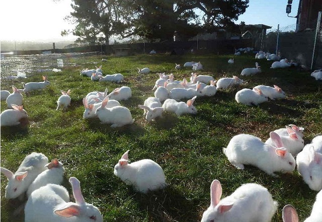 Kỹ Thuật Chăn Nuôi Thỏ Năng Suất Cao - Ít Bệnh