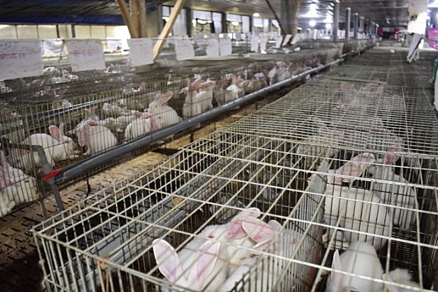 Thỏ có thể ăn được các loại thức ăn như cỏ, rau xanh, ngũ cốc…